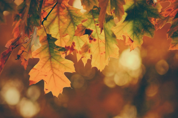 Sounds of Autumn